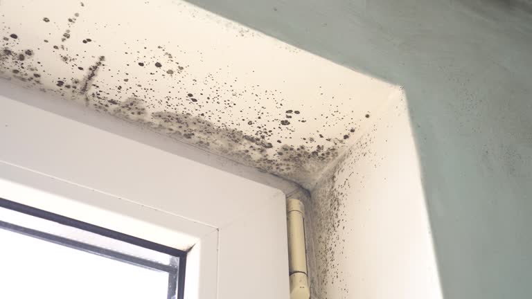 Why You Should Choose Our Mold Remediation Services in Frostproof, FL